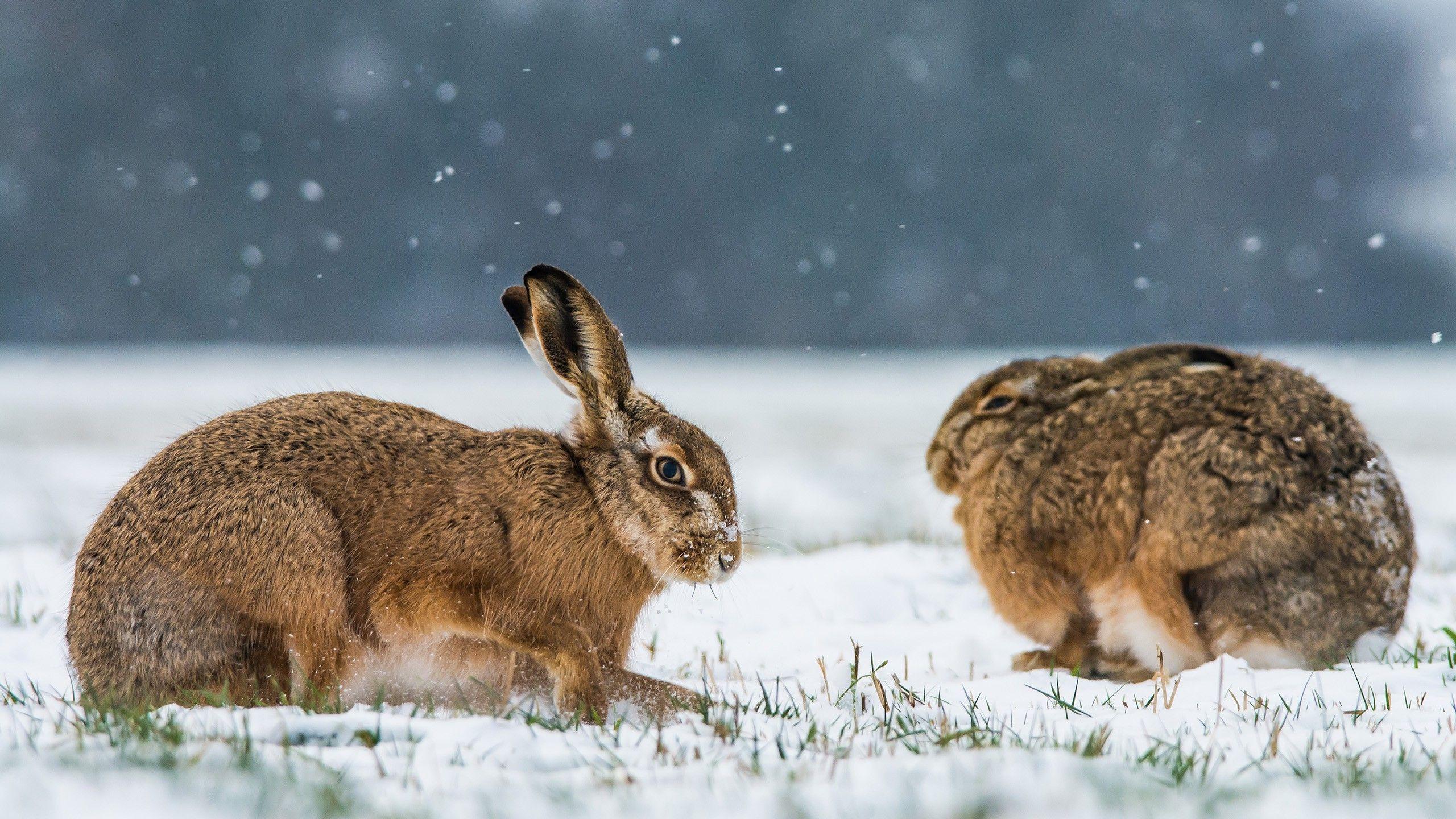 animals, Snow, Rabbits, Winter Wallpaper HD / Desktop and Mobile