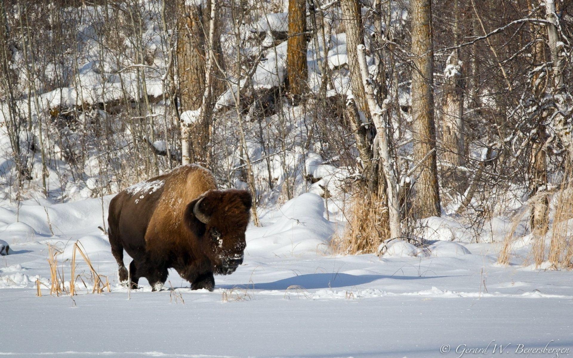 Bison Herd Snow HD Wallpaper, Background Image