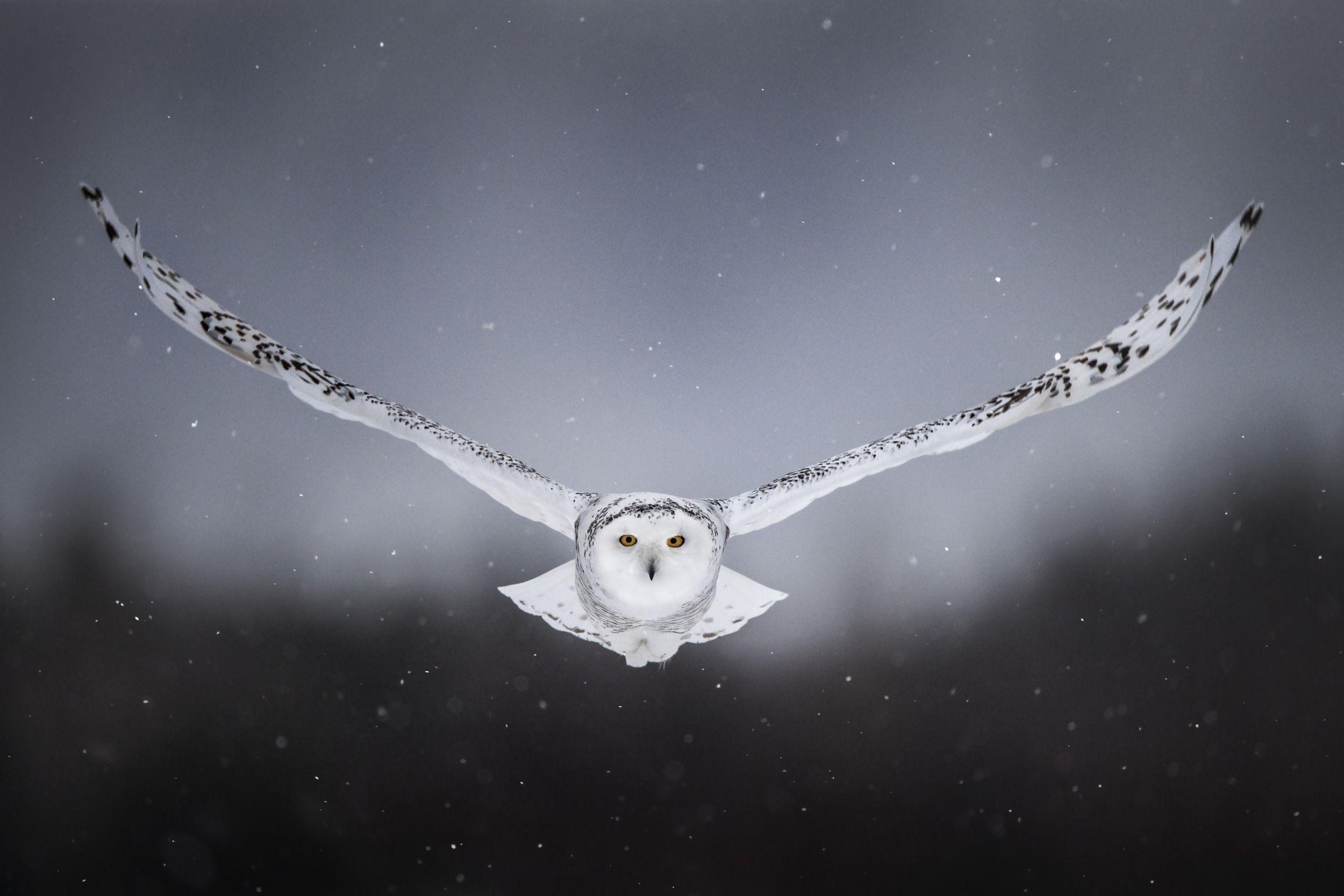 Wallpaper polar owl, bird, white owl, wings, flight, owl