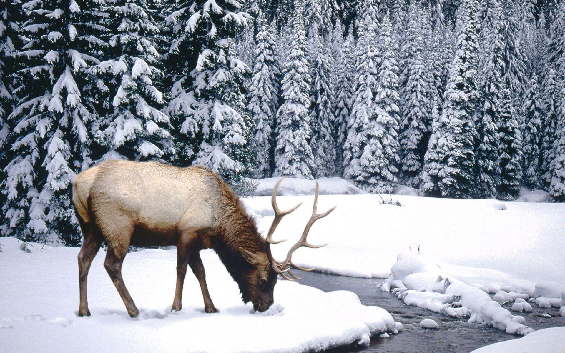 Winter Background Scenes