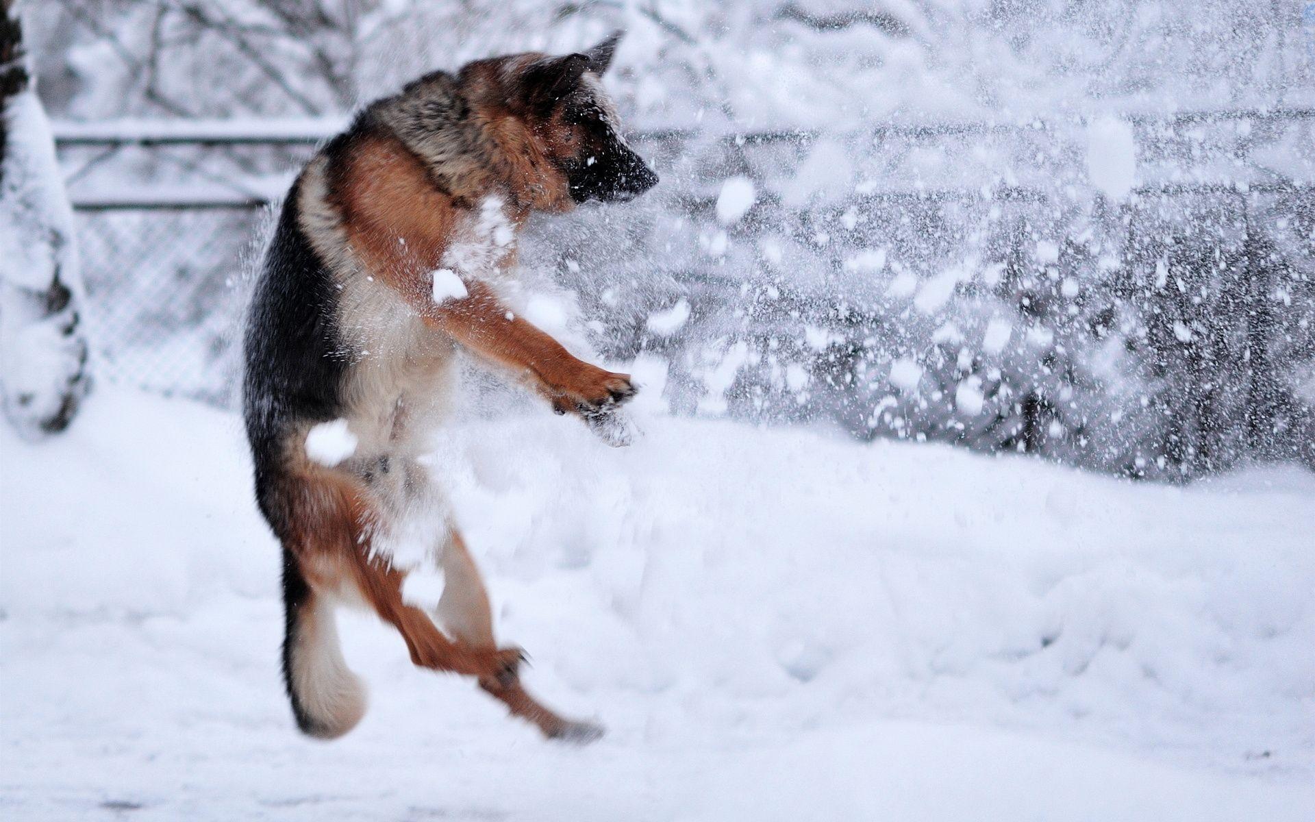dogs, mood, winter, picture, free image, snow, snowflakes, cool