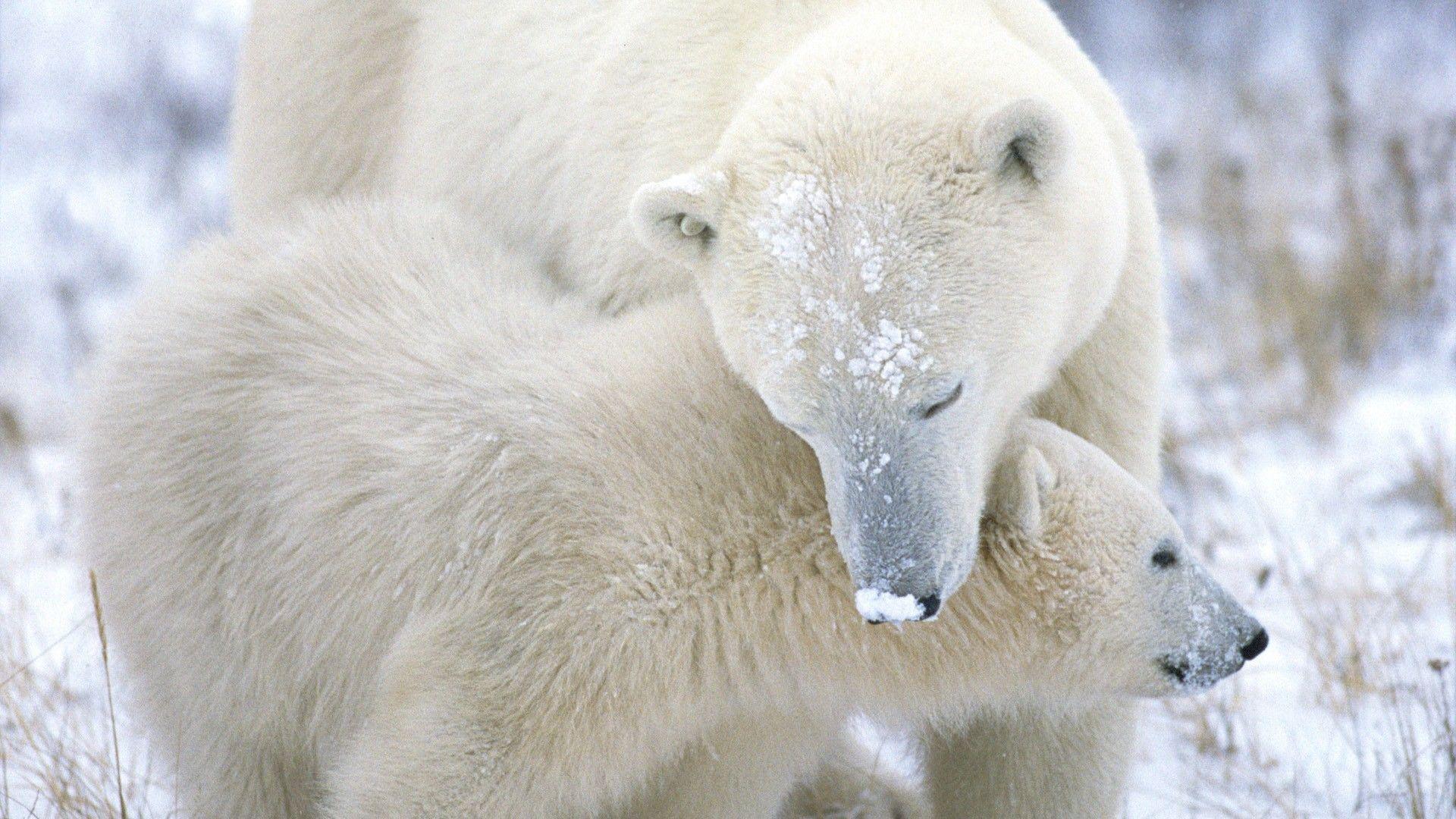 Bears: Polar Baby Animals Nature Snow Bears Photo Background for HD