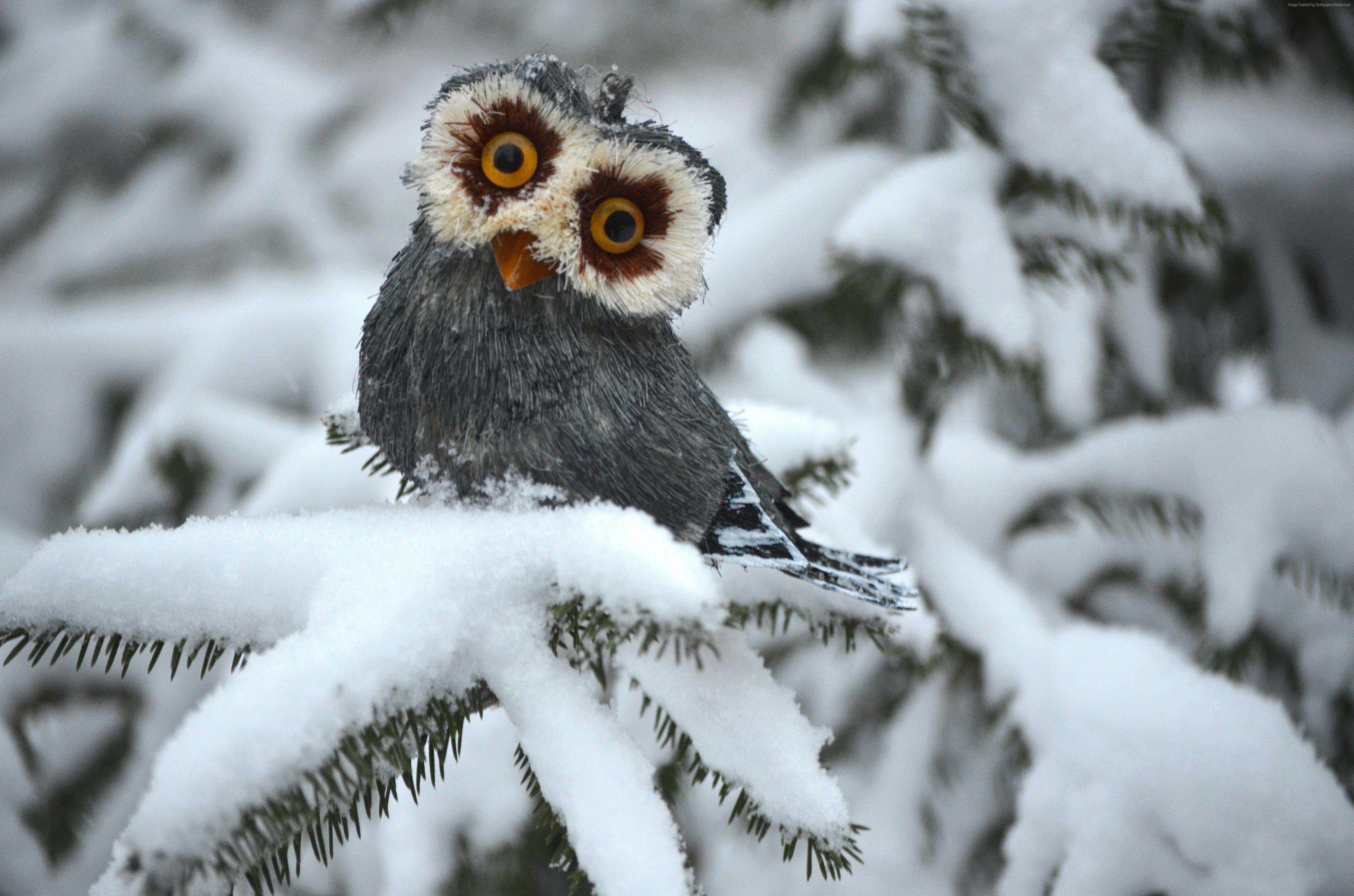 Owl On Snow Covered Tree Branch 4k Ultra HD Wallpaper And Background