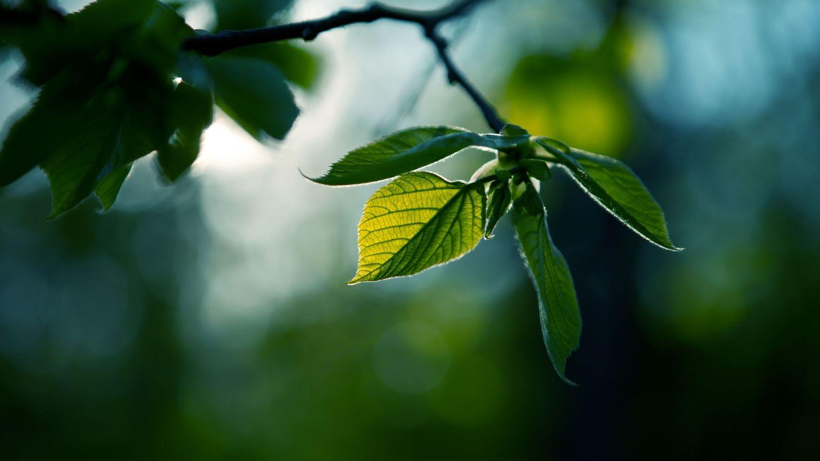 Beautiful HD Wallpaper 49335 and leaves