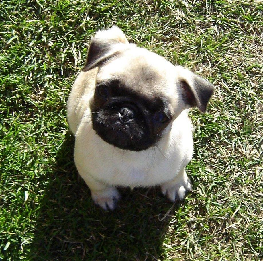 Baby Pugs image Pug Puppy HD wallpaper and background photo