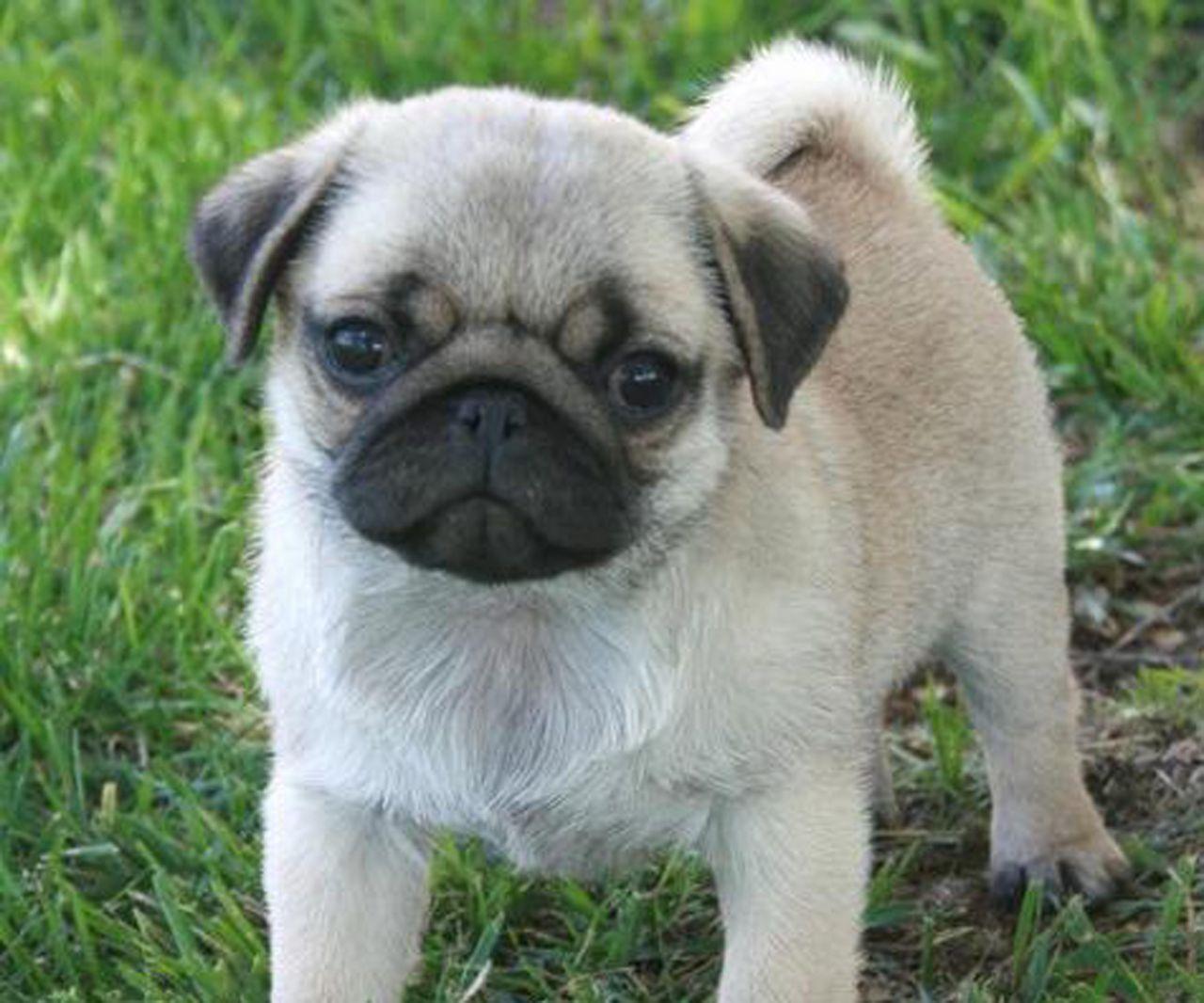 Pugs Puppies For S HD Wallpaper, Background Image