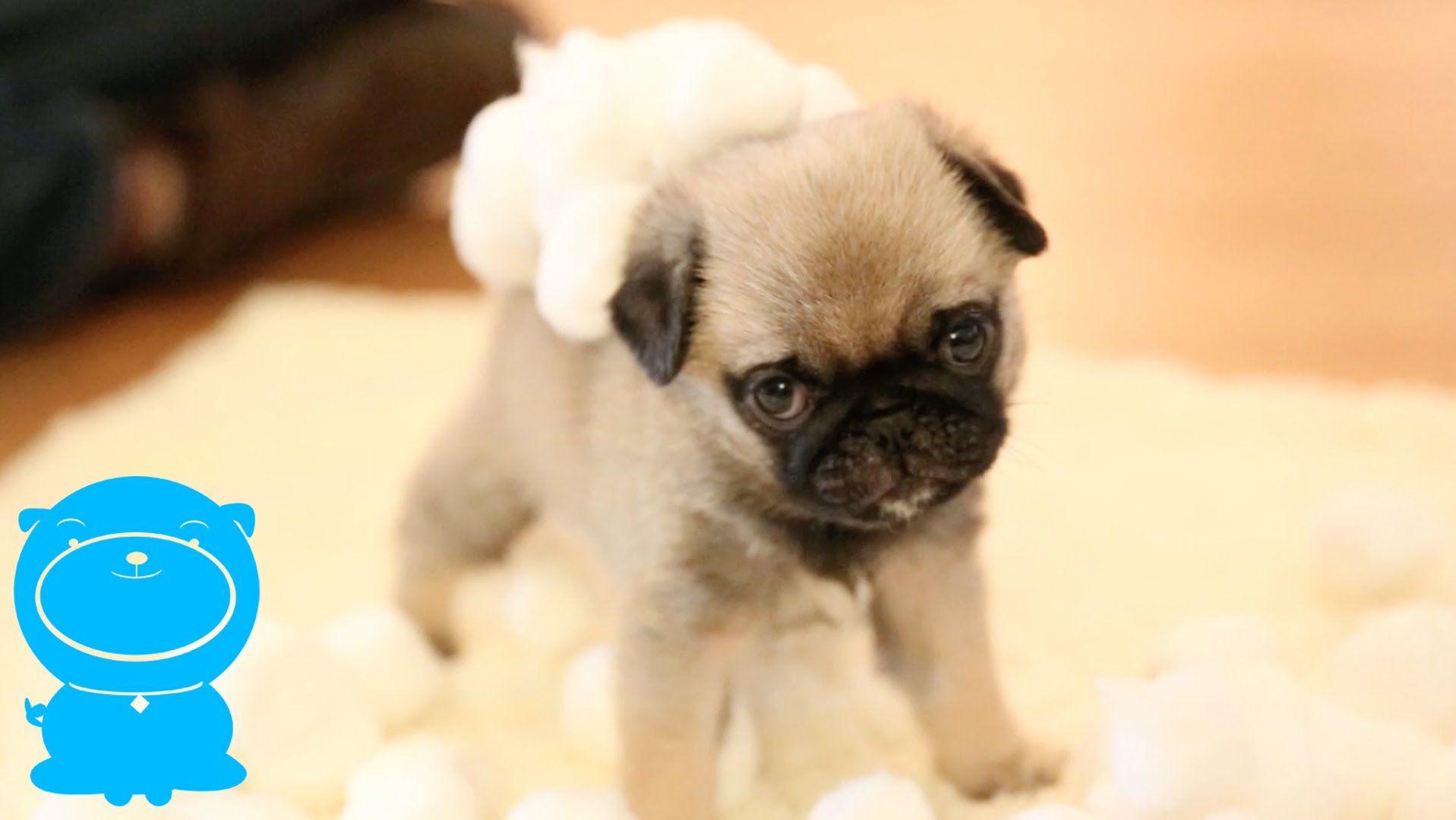 Precious Pug Puppy In Fluffy Cotton Ball Snow Land!
