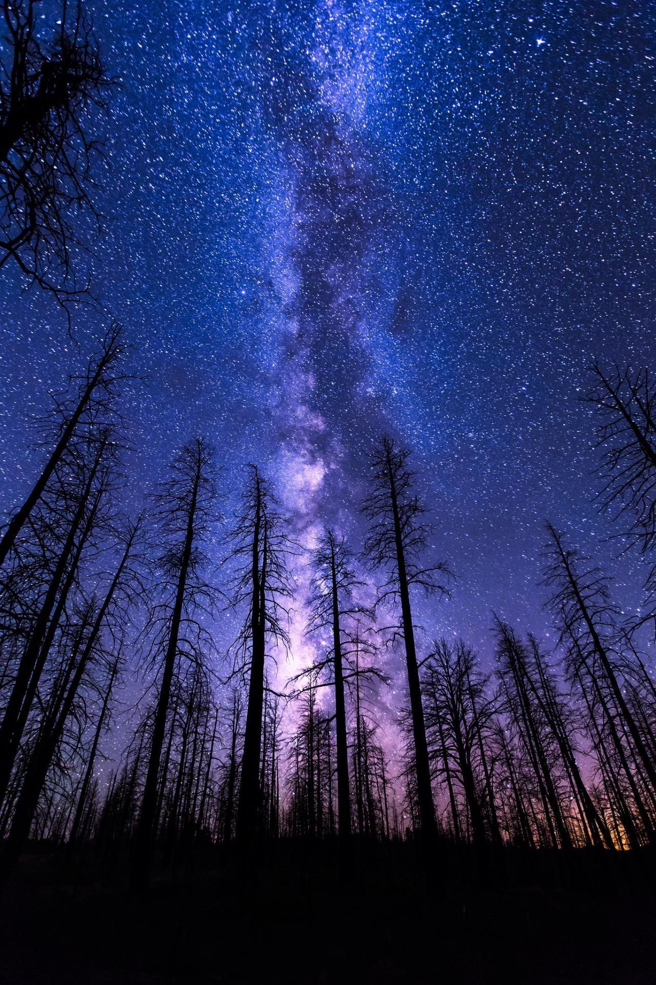 beautiful night forest wallpaper