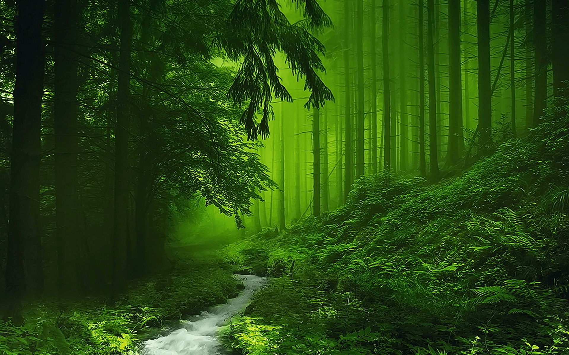 River in Green Misty Forest HD Wallpaper. Background Image