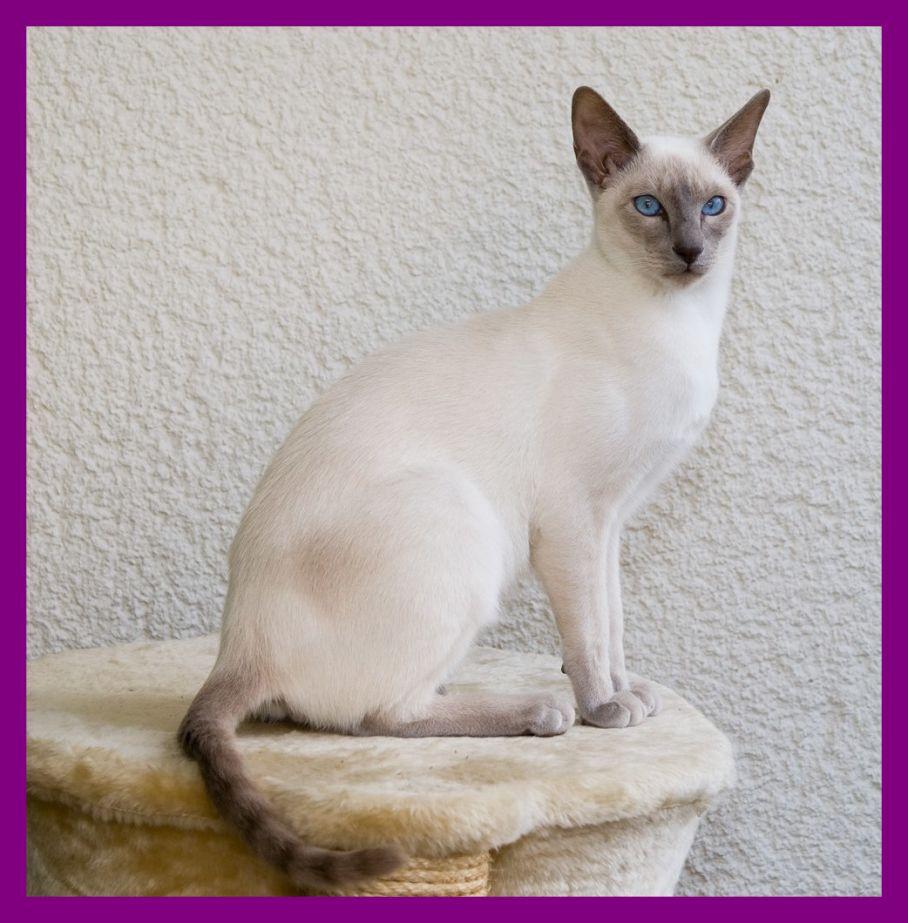 Marvelous Siamese Cat Pict For York Chocolate White Trend And Katze