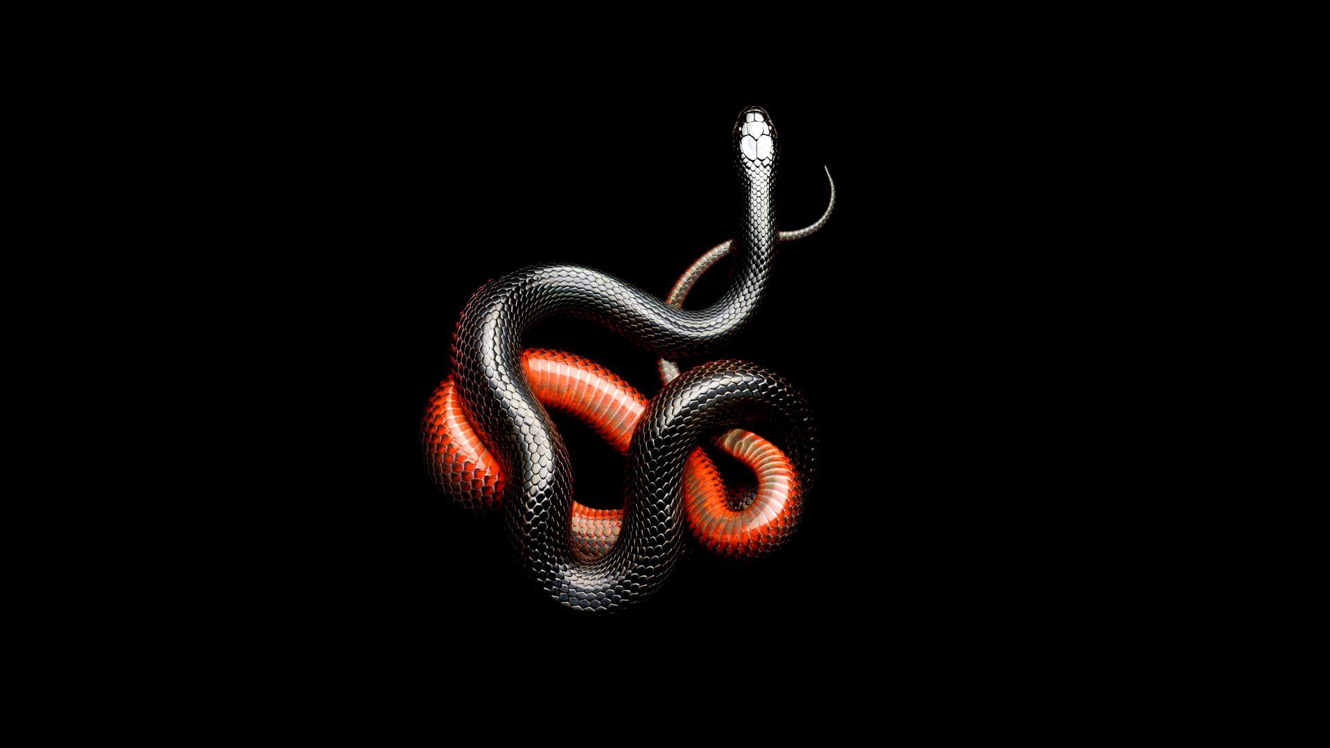 Red and black snakes HD wallpaper