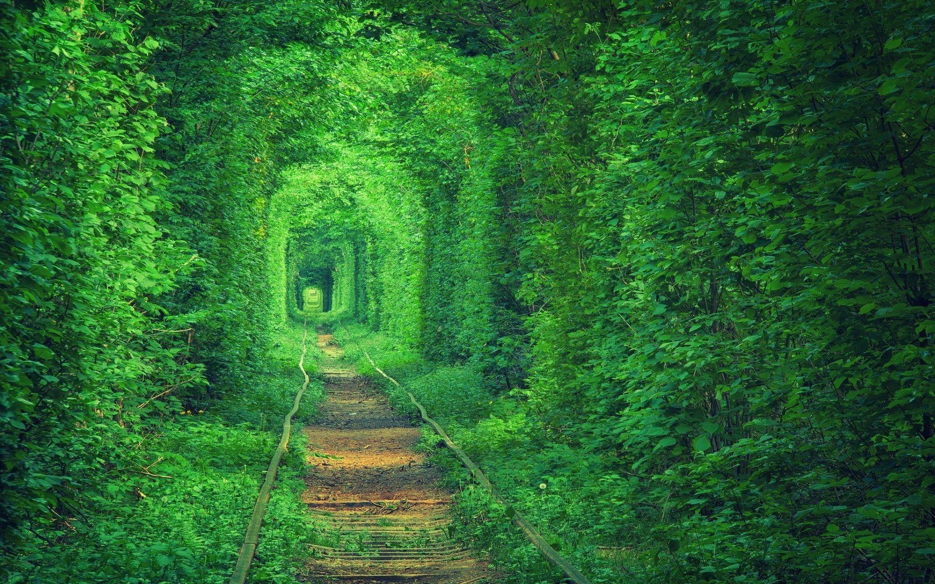 green, Tunnel, Path, Nature, Forest, Trees Wallpaper HD
