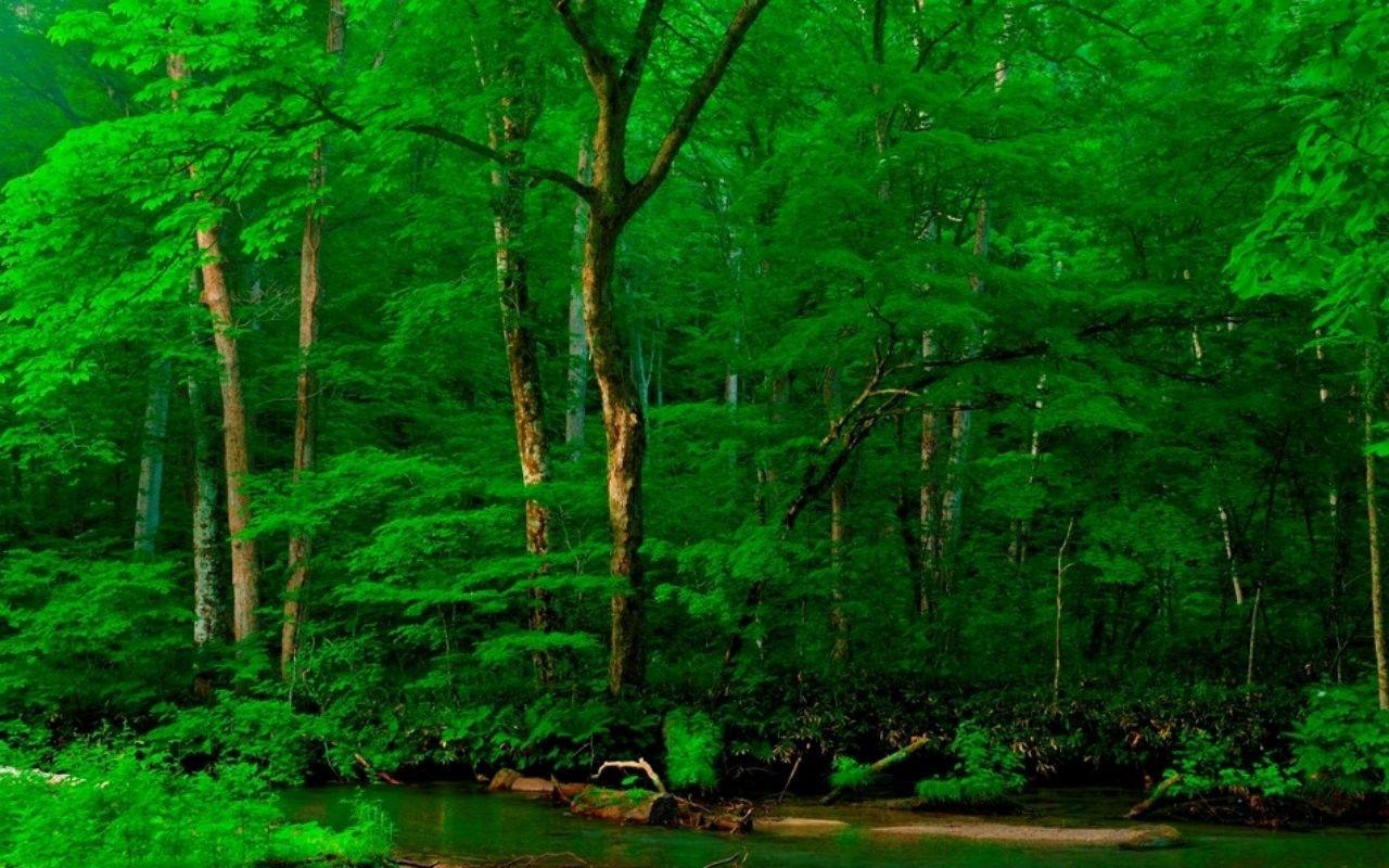 Forests: Nature Forest Green Trees Wallpaper HD 1920x1080 for HD 16