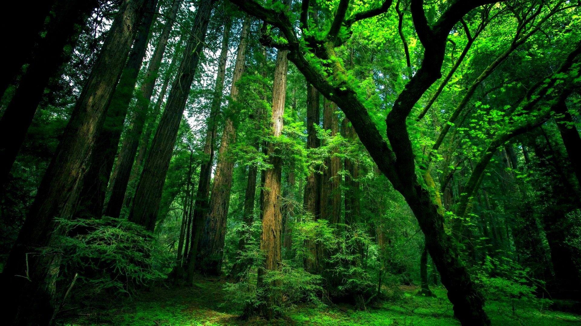 Forest: GREEN FOREST Big Sequoia Trees Wallpaper For Desktop for HD
