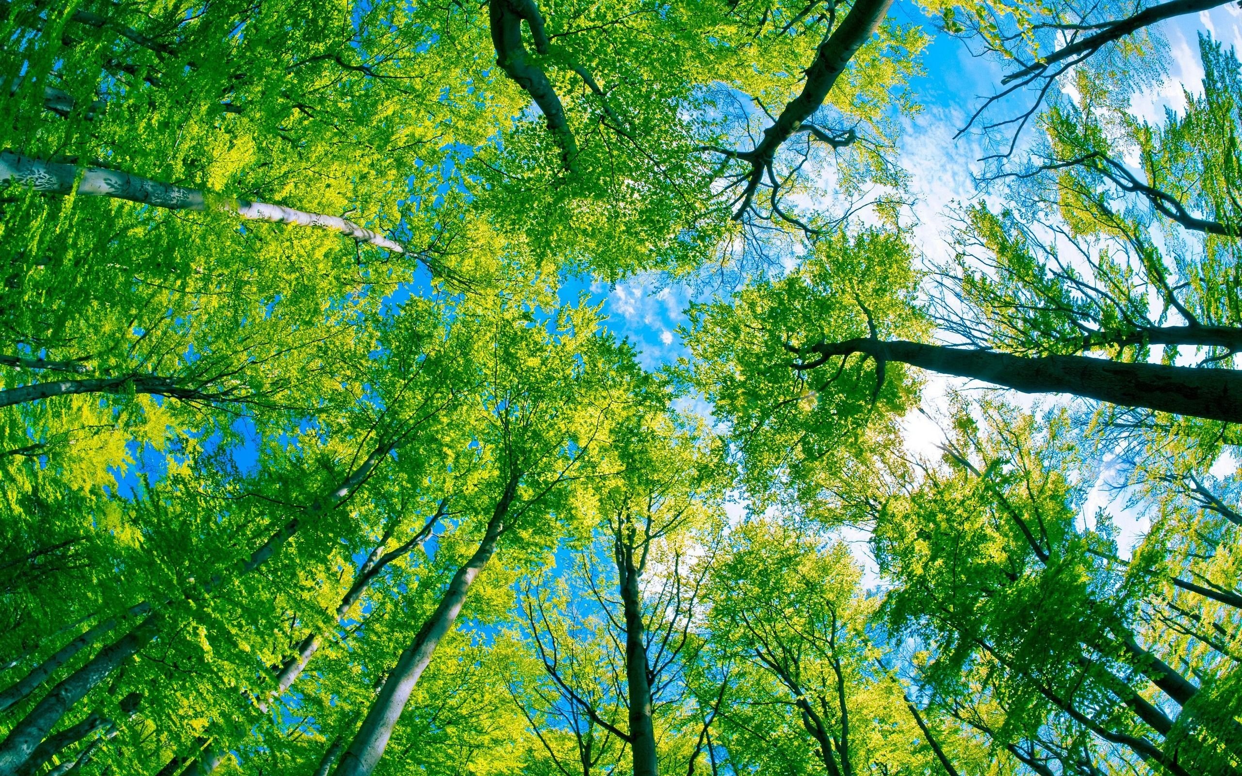 Green Forest Tree And Pure Blue Sky wallpaper. nature and landscape