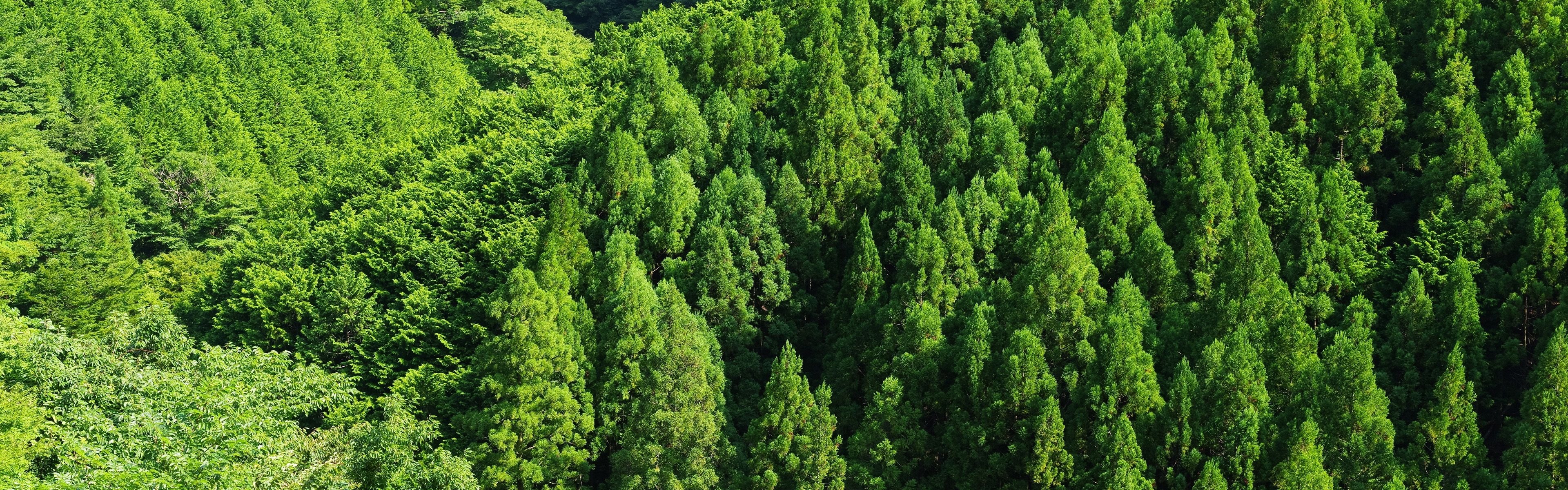 Wallpaper Green forest, trees, top view 3840x2160 UHD 4K Picture, Image