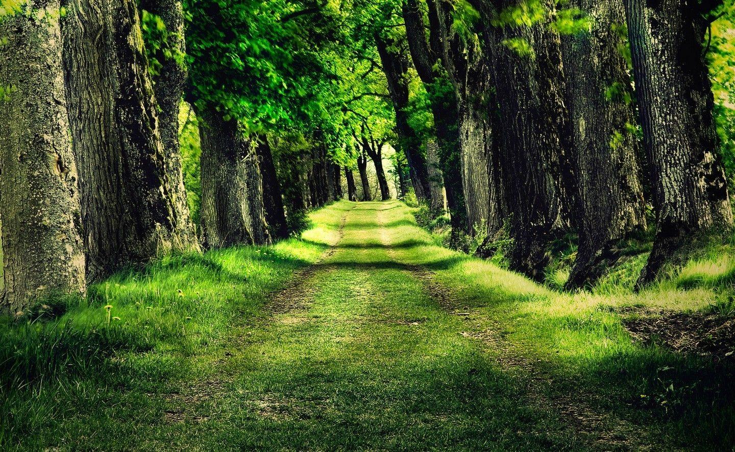 Forests: Grass Nature Path Follow Color Colour Following Green