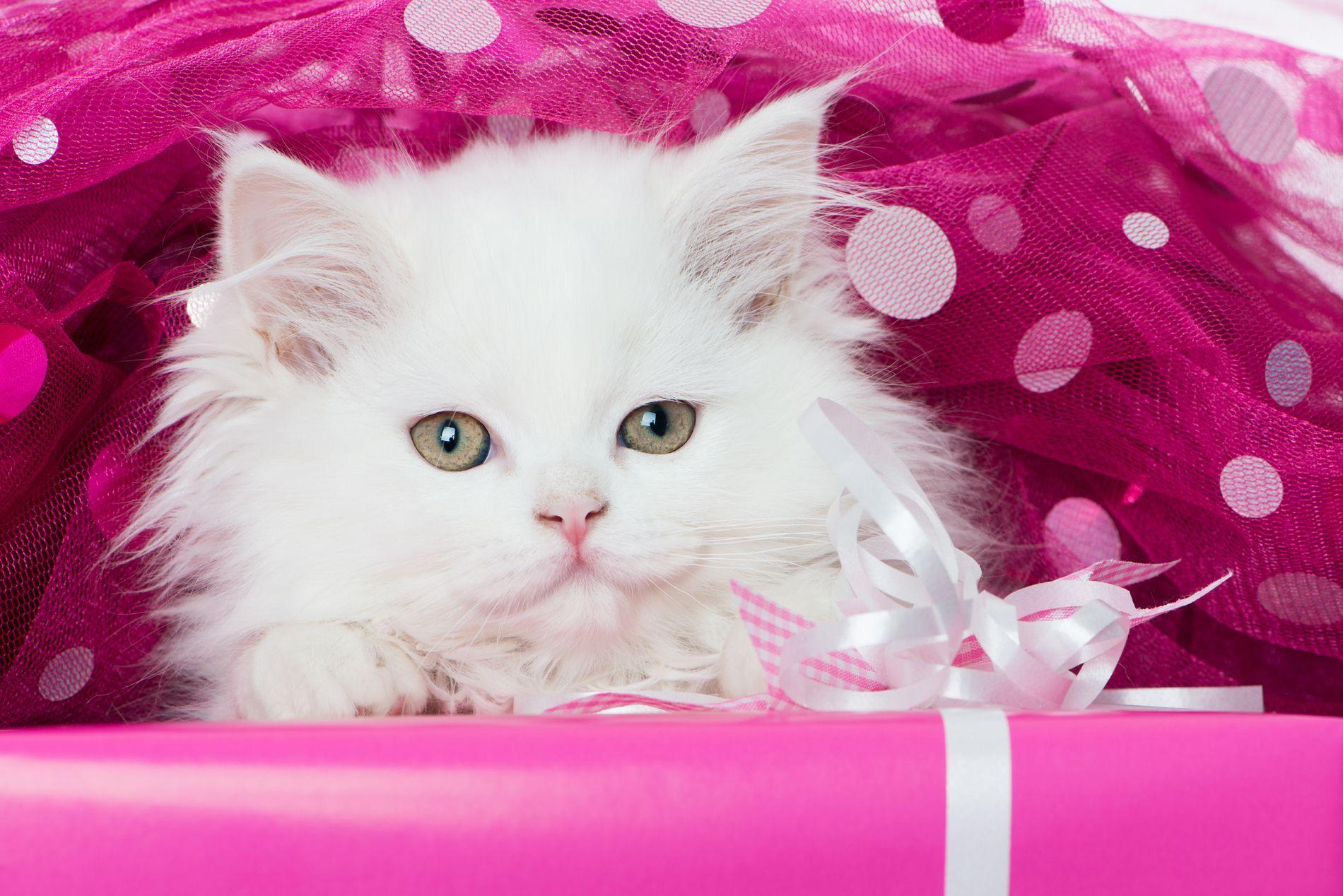 Cute Cat Wallpapers As Dp Wallpaper Cave The cat loves being neat and clean. cute cat wallpapers as dp wallpaper cave