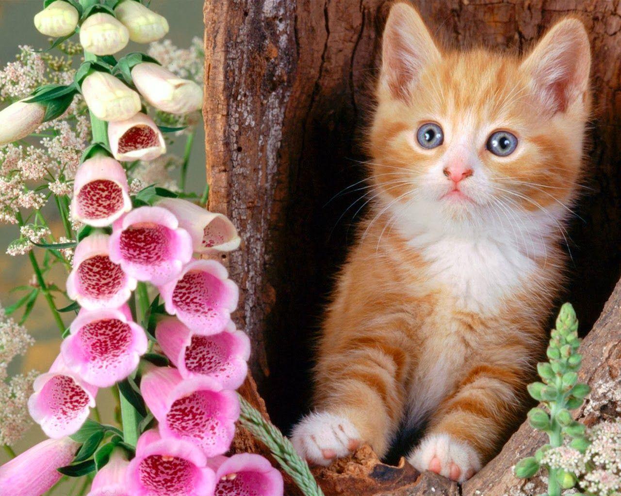 Cute Baby Cats Wallpaper
