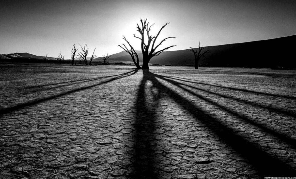 Nature Wallpaper Black And White Trees. All HD Wallpaper