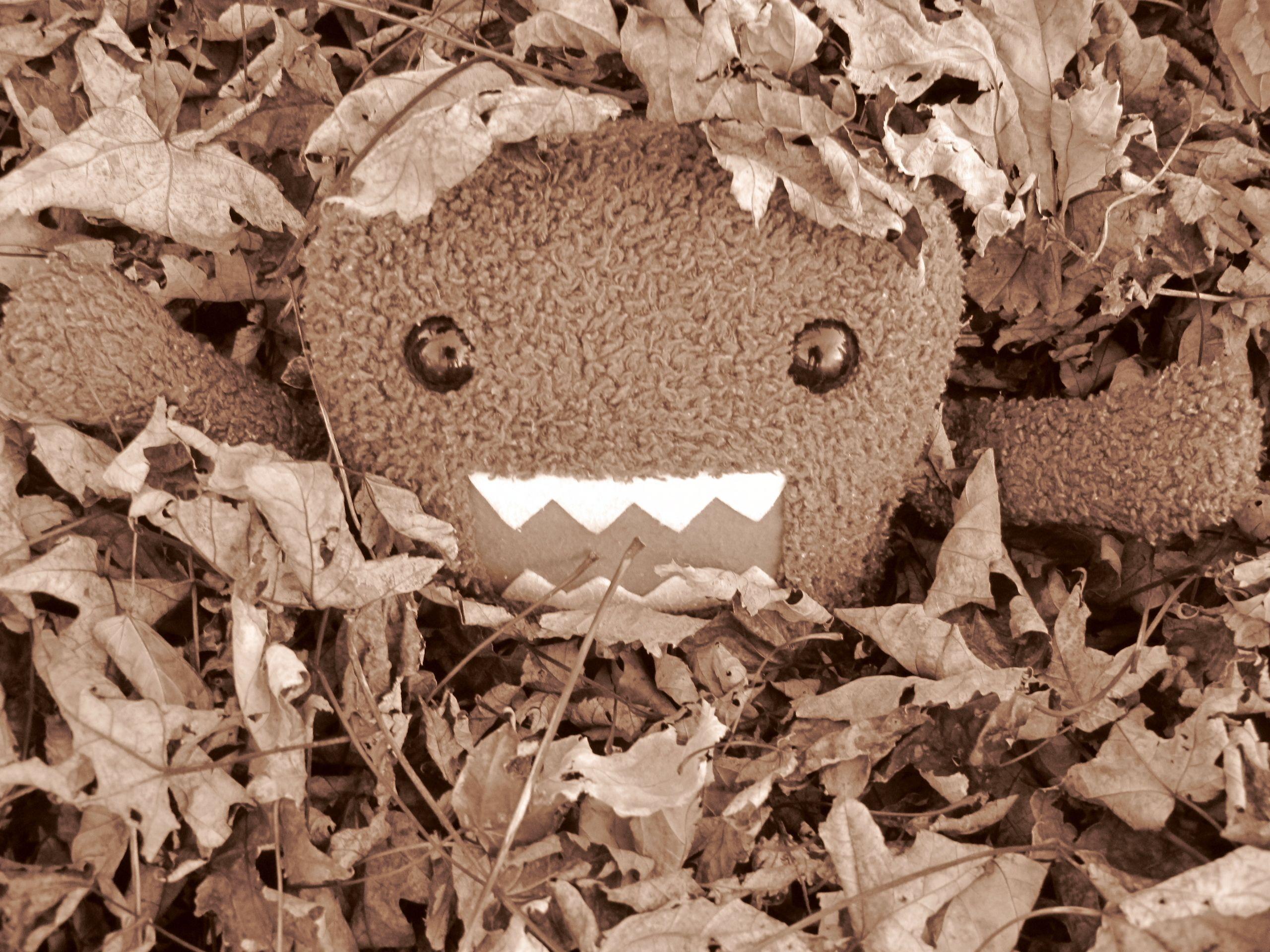 Domo image Domo's first leaf pile HD wallpaper and background