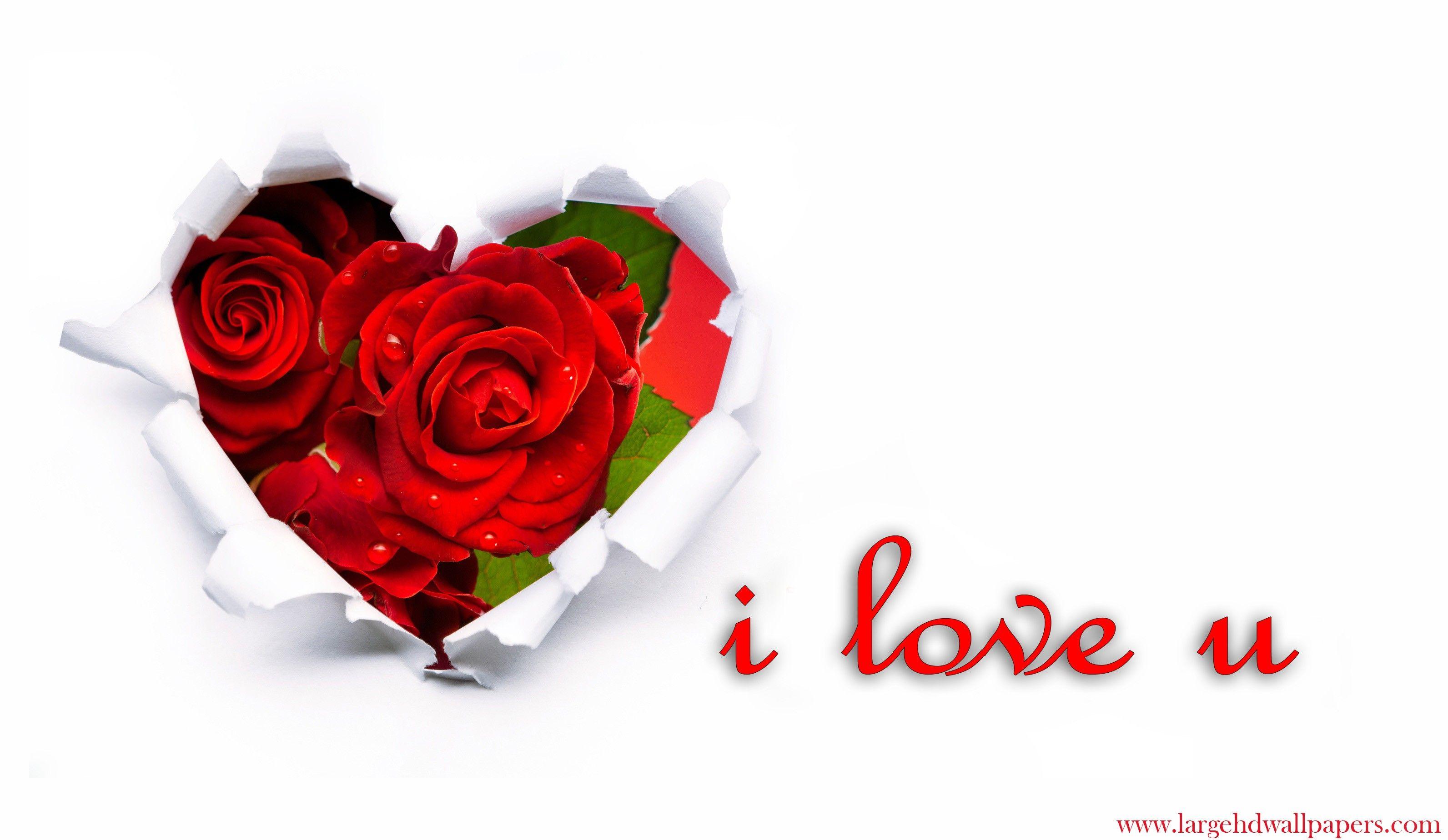I Love You Rose Wallpaper, Picture