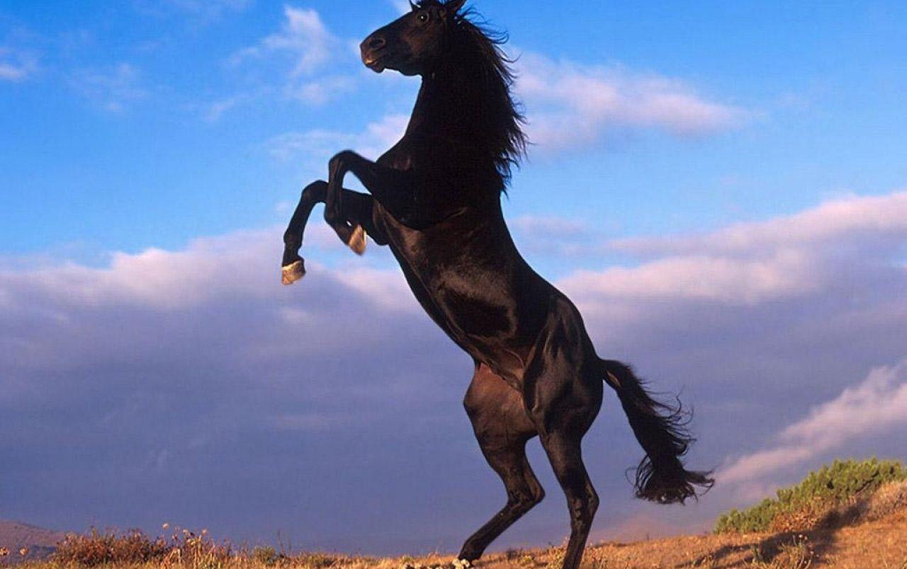 Steigende Pferd Hintergrundbilder. Steigende Pferd frei fotos
