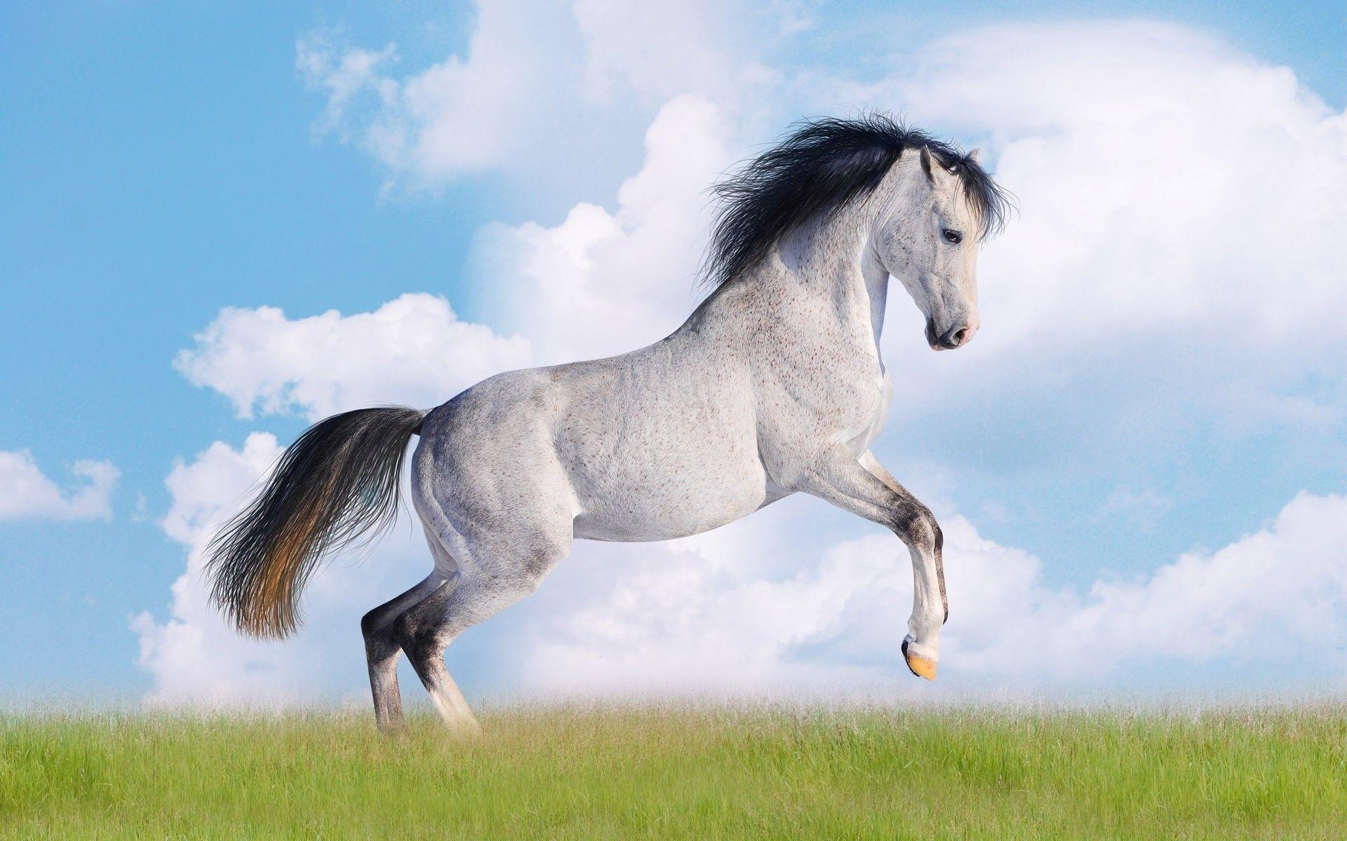 Die Besten Schöne Pferde Hintergrundbilder