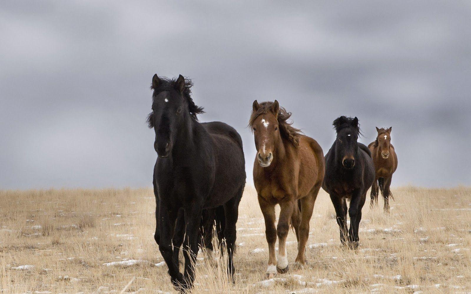 HD Pferde hintergrundbilder