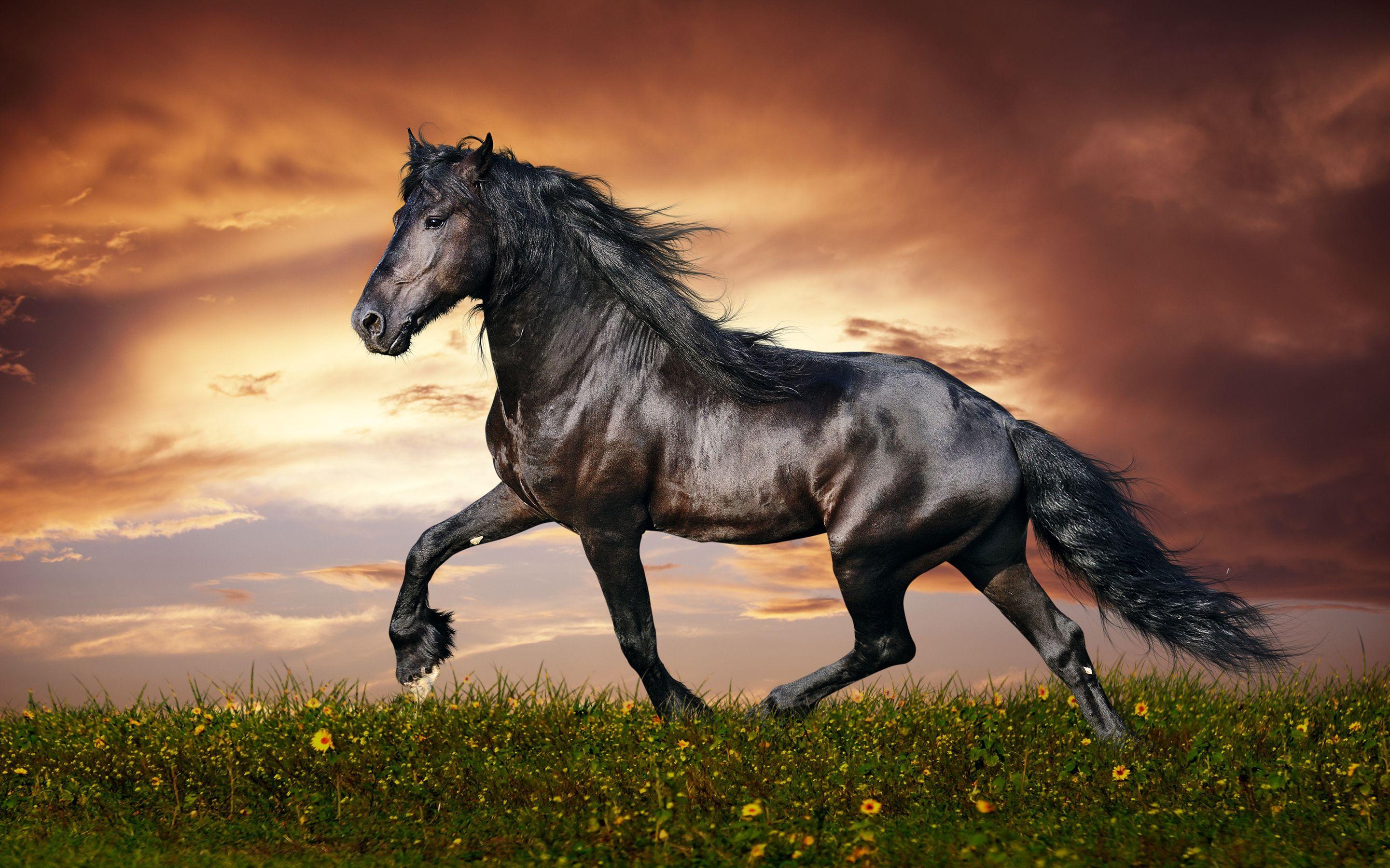 Most Beautiful Horse Picture and Image. Horses: Real