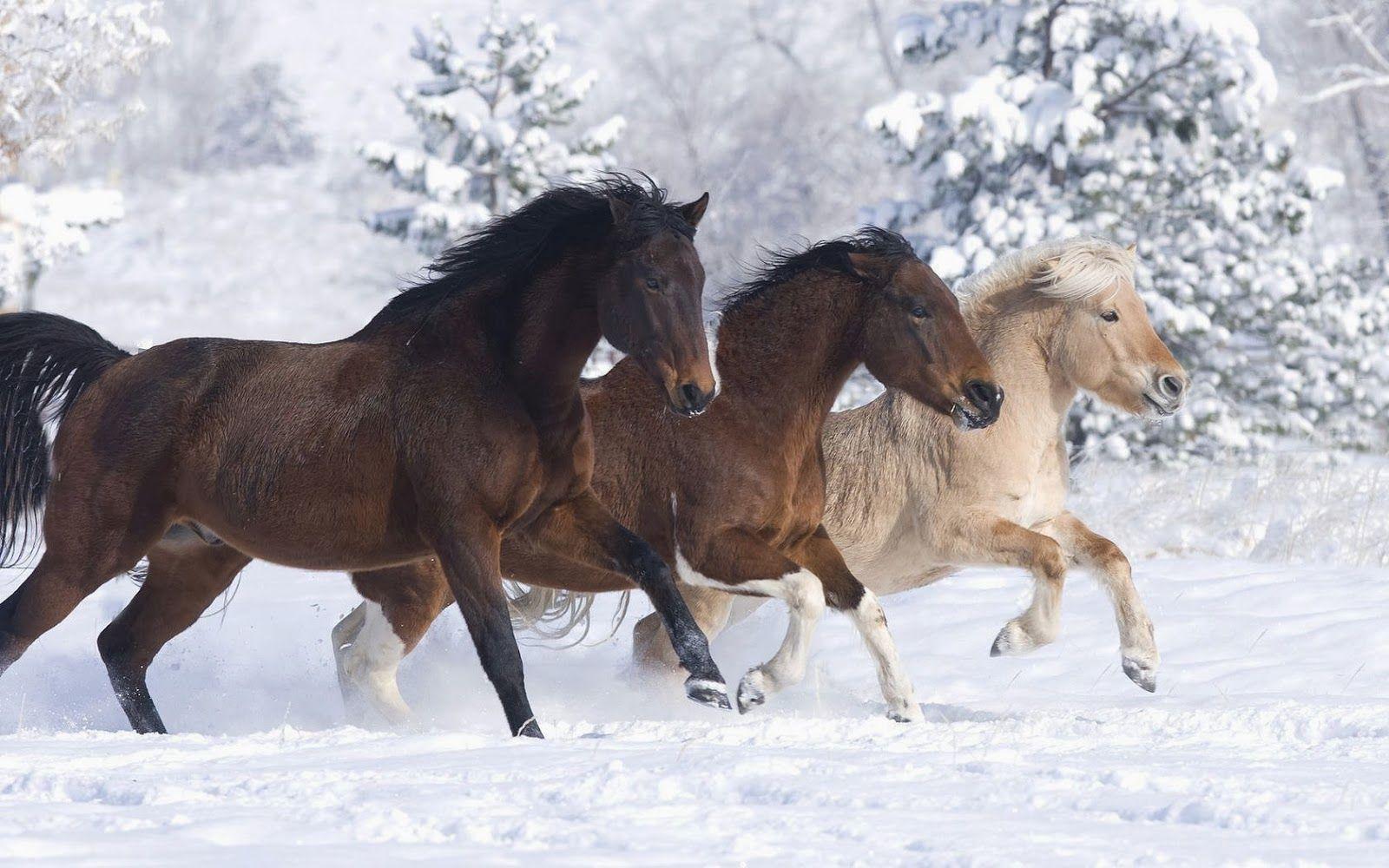 Winter wallpaper mit pferde im schnee