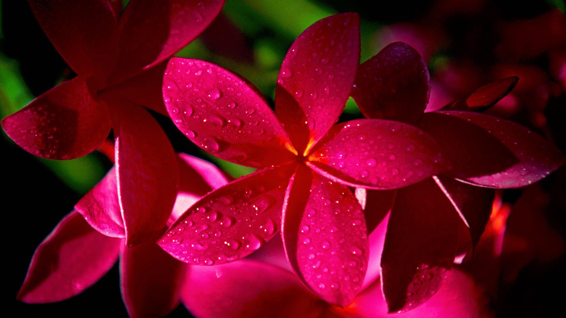 Beautiful Flowers Wallpaper HD Picture