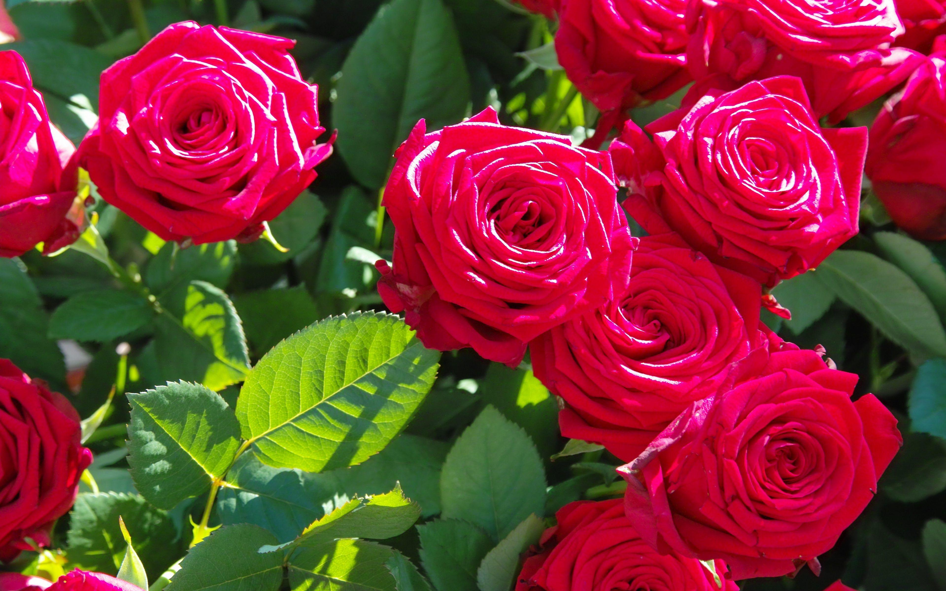 Beautiful Rose Flowers Wallpaper For Desktop Background