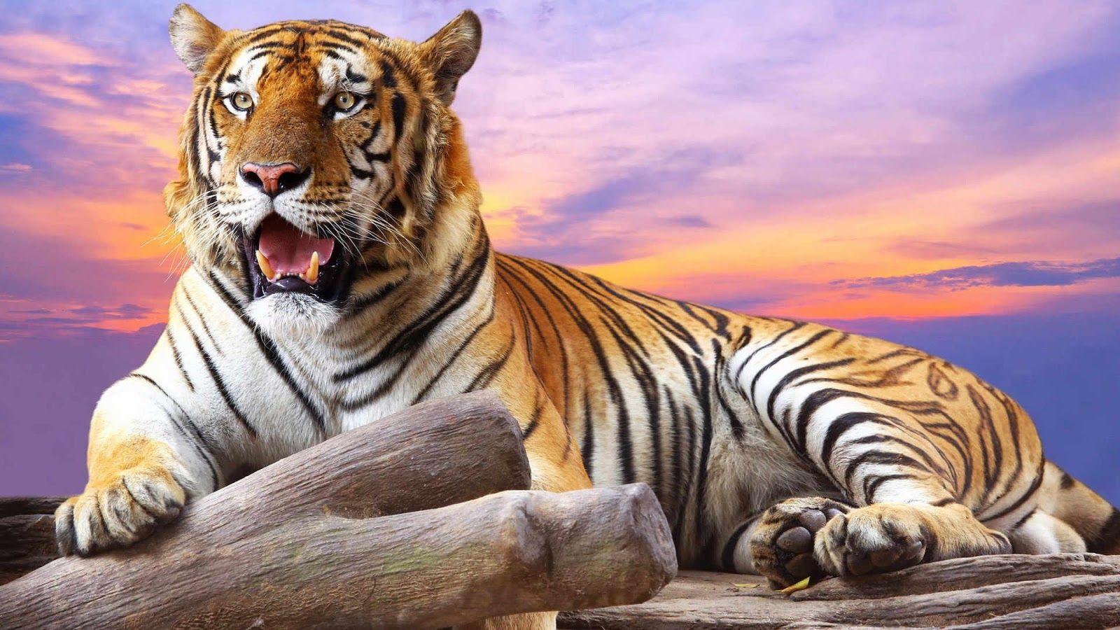 HD Wallpaper: Tiger HD Wallpaper