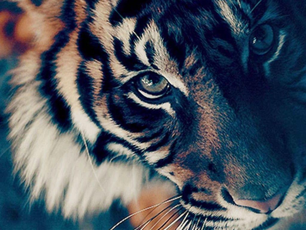 Bengal Tiger Face HD Wallpaper