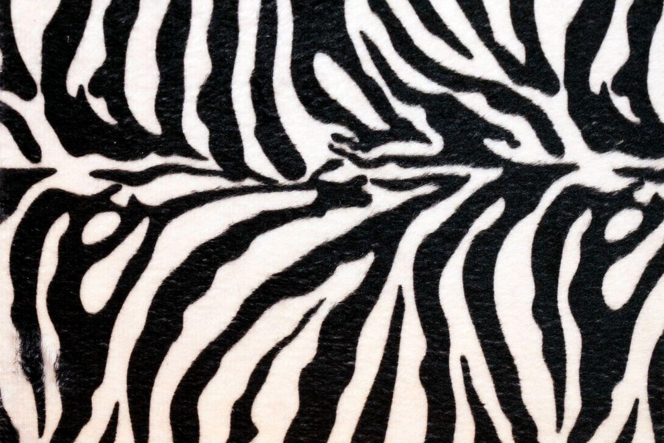 Astonishing Risultato Della Ricerca Immagini Di Per For Zebra