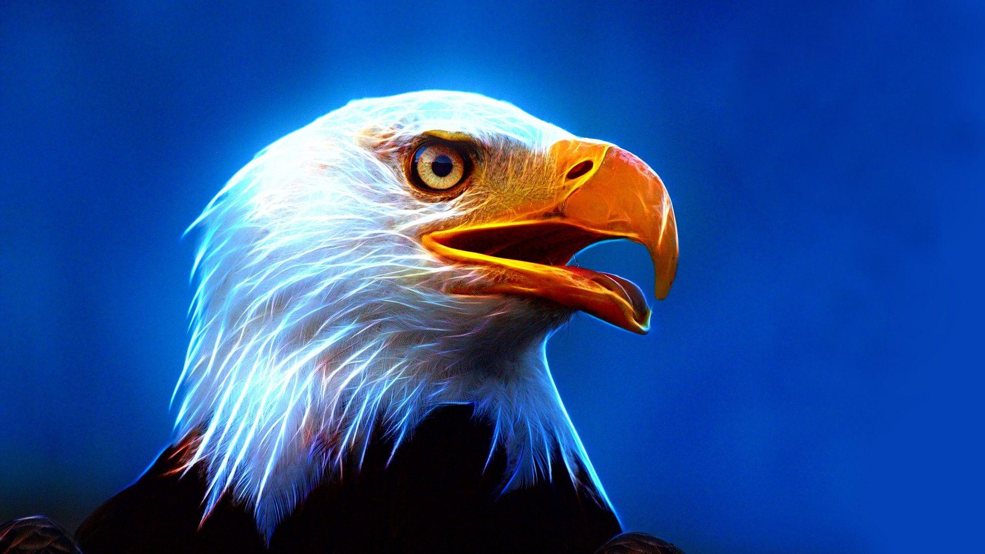 Eagle Ultra HD Wallpaper For Mobile Phone And Pc, Wallpaper13.com