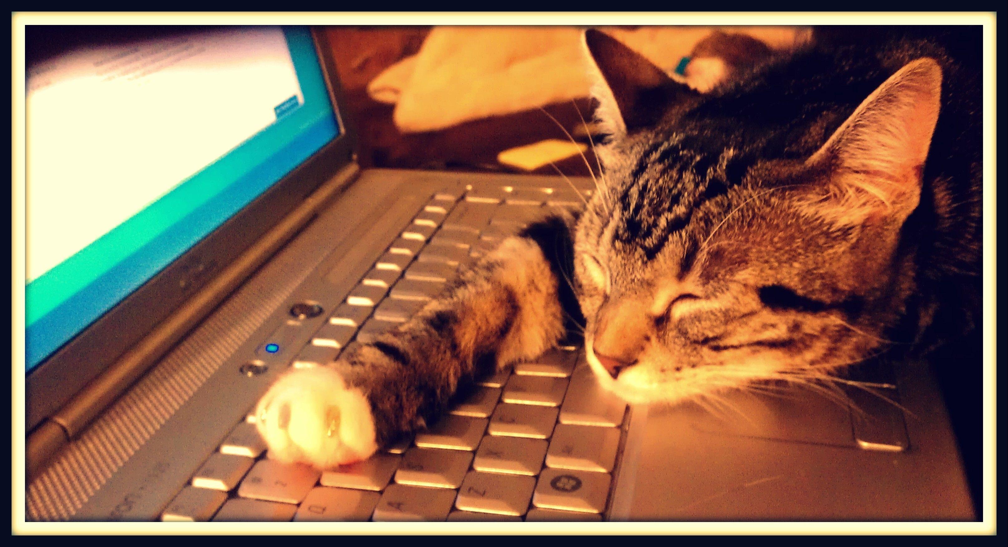 Kitty Play Nap Snooze Cute Computer Sleep Cat Catnap Dell Laptop