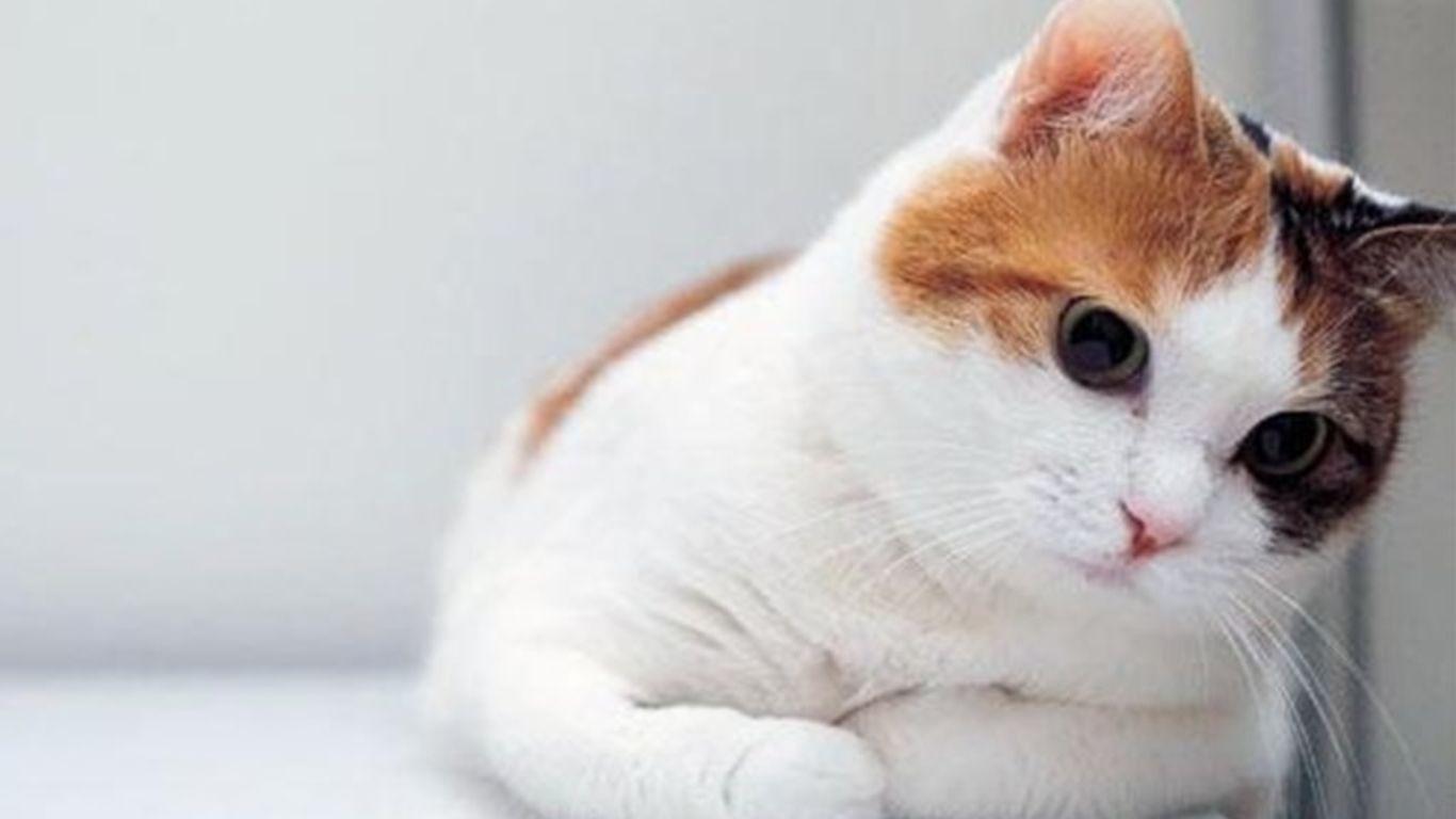 Cute White Cat Kitten Is Lying On Bed HD Cute Cat Wallpapers | HD Wallpapers  | ID #62960