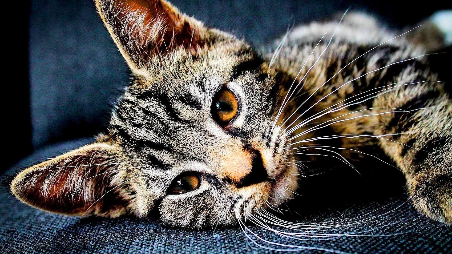 Full HD Wallpapers  Of Cute Cats  For Dell Laptop  