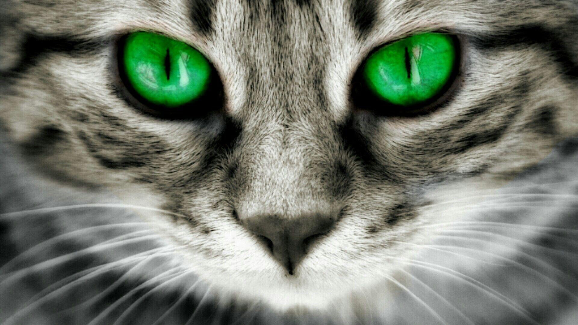 Green Eyed Cat Wallpaper. Wallpaper Studio 10. Tens Of Thousands