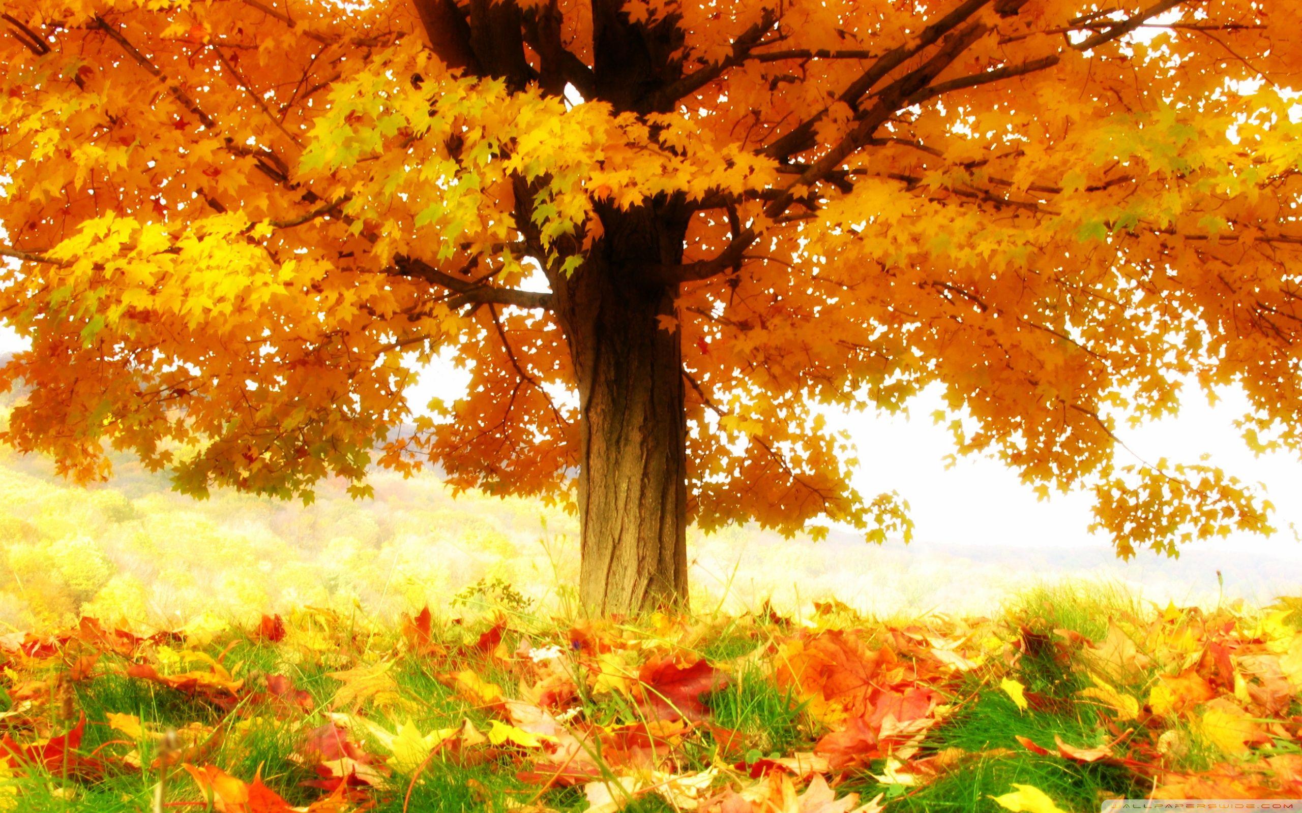 The Joy Of Autumn ❤ 4K HD Desktop Wallpaper for 4K Ultra HD TV
