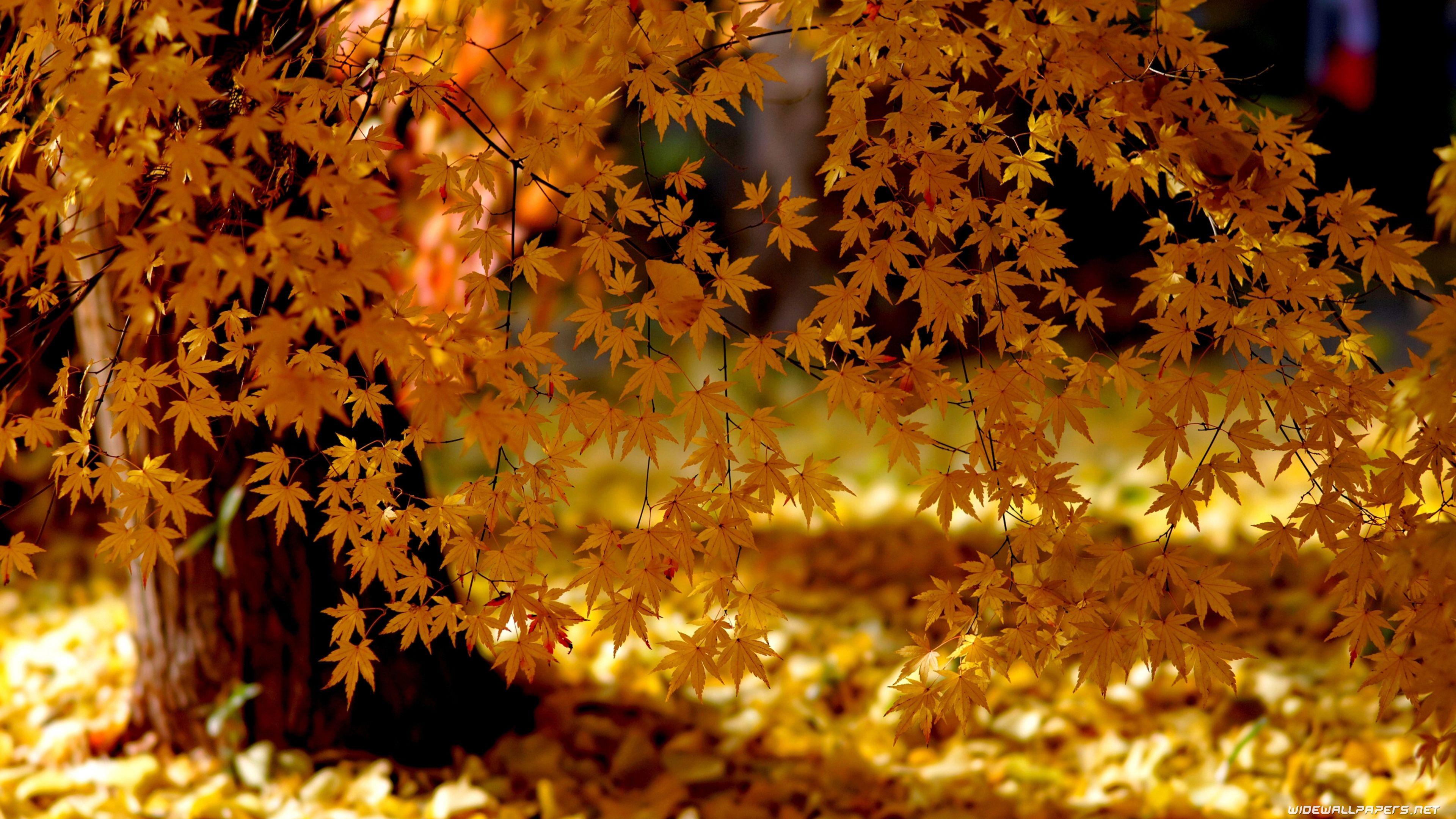 Autumn desktop wallpaper 4K Ultra HD