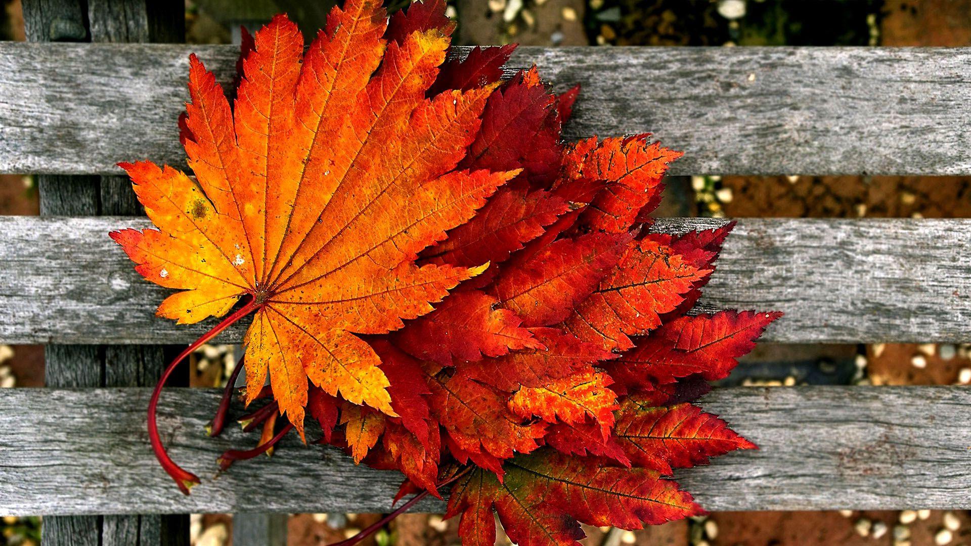 Autumn Wallpaper HD Free Download