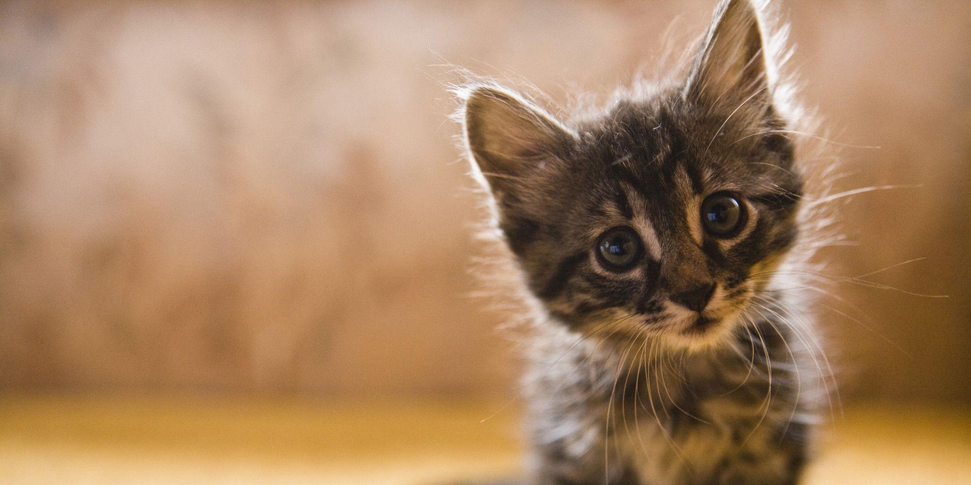 Reasons Your Crazy Cat Obsession Makes You Happier And Healthier