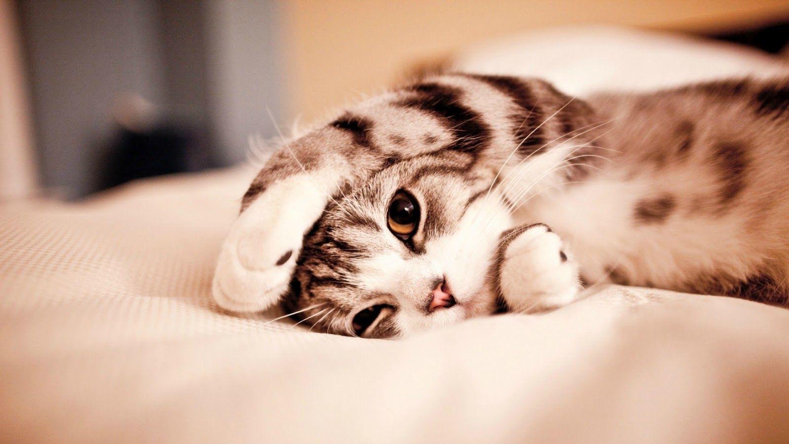 Funny And Cute Cats 10 HD Wallpaper
