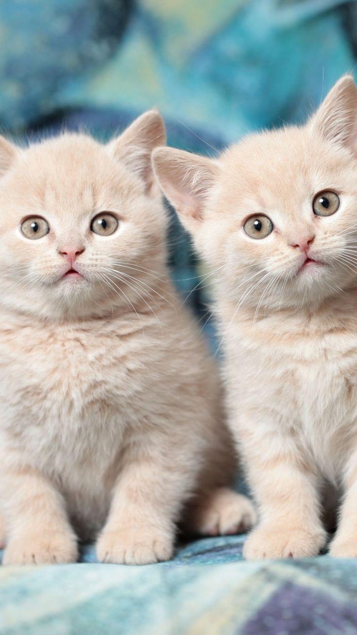 Adorable cats. Cute Cat Wallpaper. Cat, Kitty and Animal