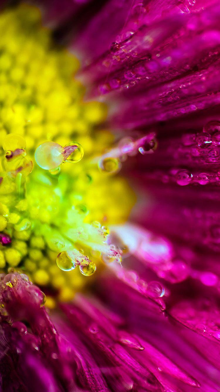 Ultra HD Wallpaper flower K Wallpaper × flower orange. wallpaper