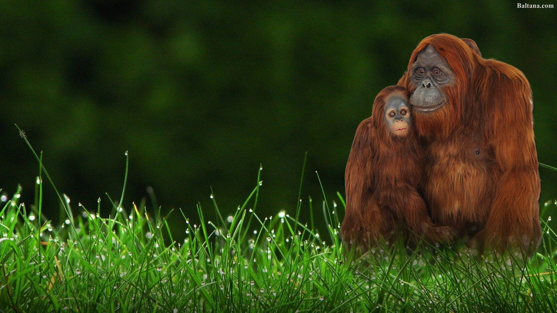 Orangutan HD Wallpaper 31614