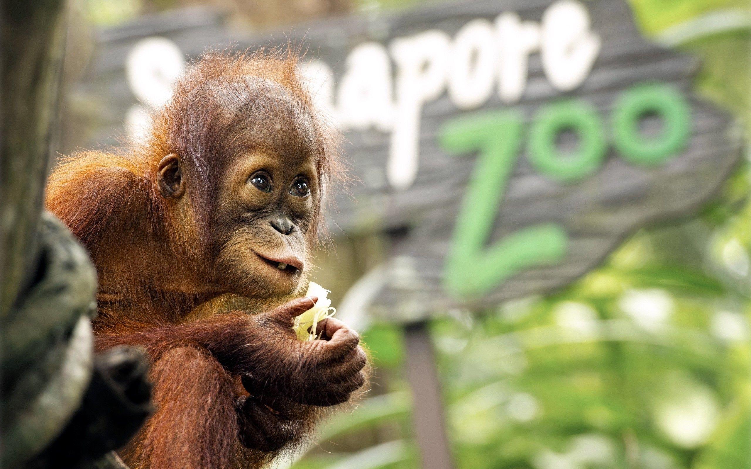 Animals baby orangutans wallpaper. PC